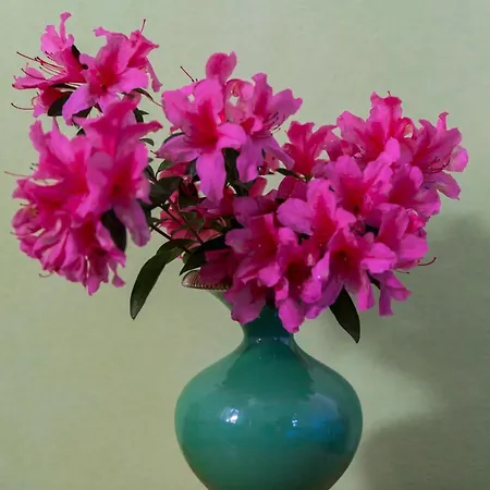 Stresa Nearby Panoramic Maggiore View